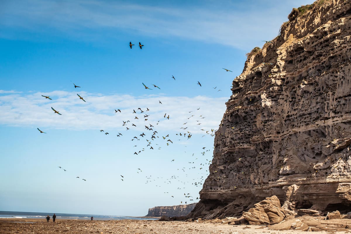 Cormoranes grises en Ría Deseado