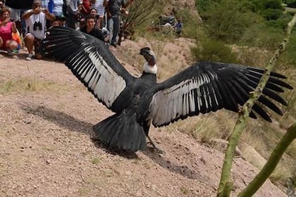 El cóndor liberado en el 2011 en la localidad de Belén, en Catamarca