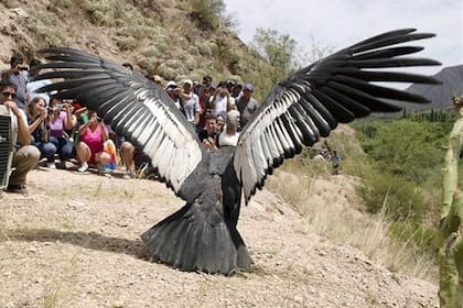 El cóndor liberado en el 2011 en la localidad de Belén, en Catamarca