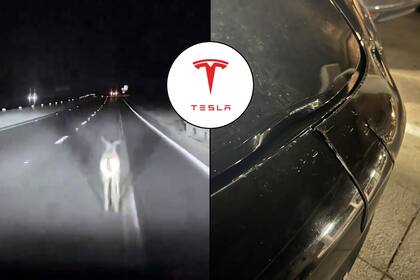 El conductor de un Tesla Model 3 enseñó la falla de su sistema FSD al no detectar un ciervo en el camino (Canva)