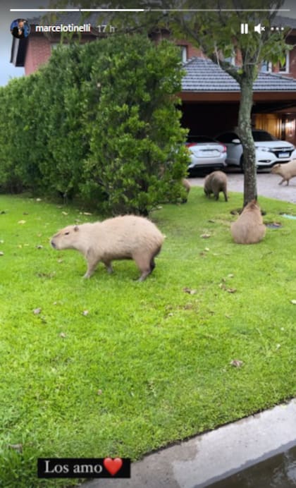 El conductor mostró a la familia de carpinchos en la entrada de su casa. Fuente: Instagram