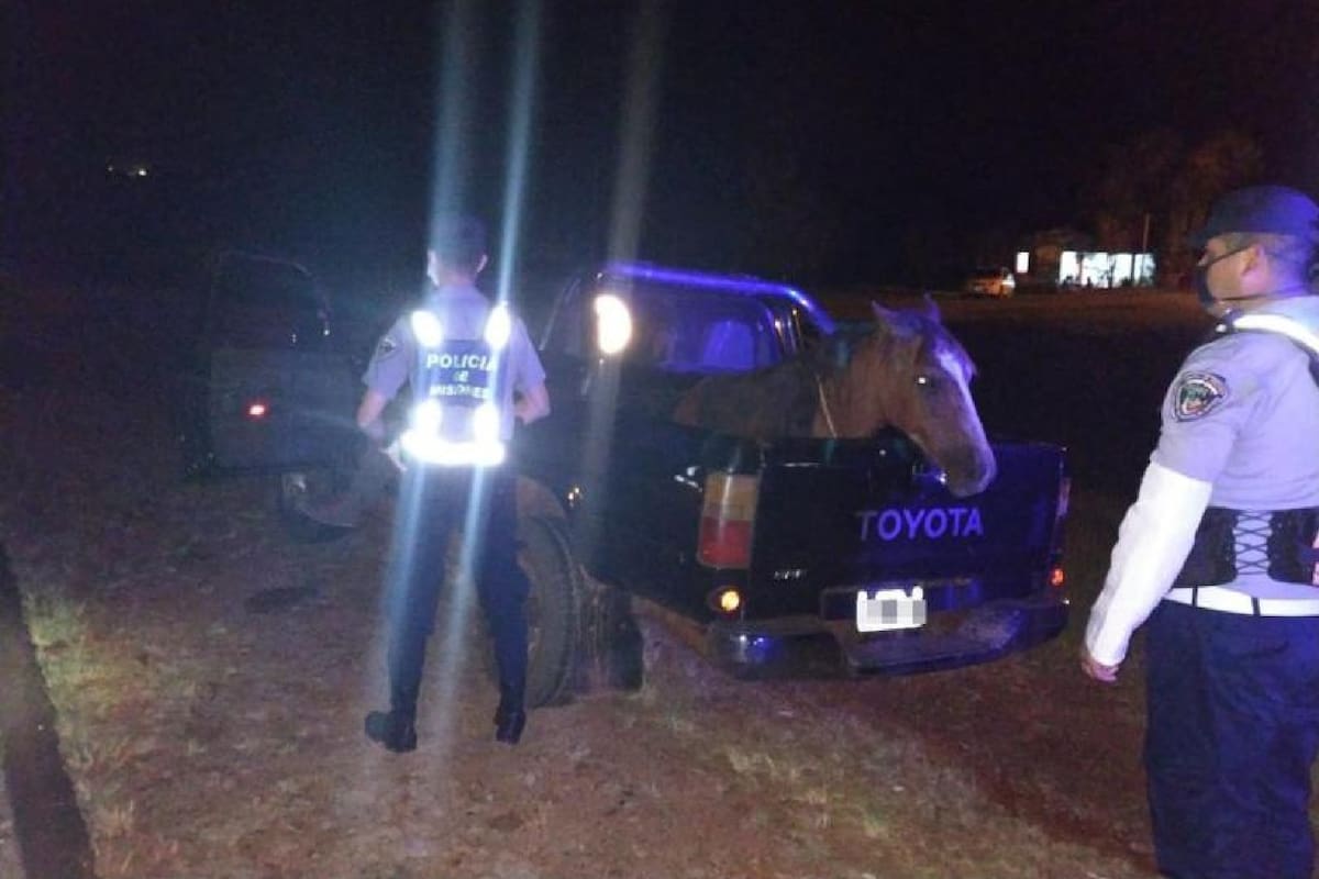 El conductor, que se encontraba borracho, confesó que llevaba al equino a una curandera.