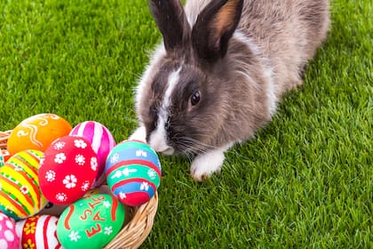 El conejo de Pascua representa fertilidad, renovación y vida nueva (Web/Freepik)