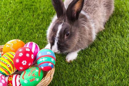 El conejo de Pascua tiene origen en la divinidad germánica "Eastre", cuyo símbolo en la tierra era este animal