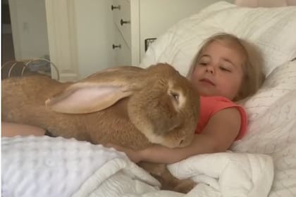 El conejo gigante rápidamente se convirtió en un miembro más de esta familia de Washington, Estados Unidos (Instagram)