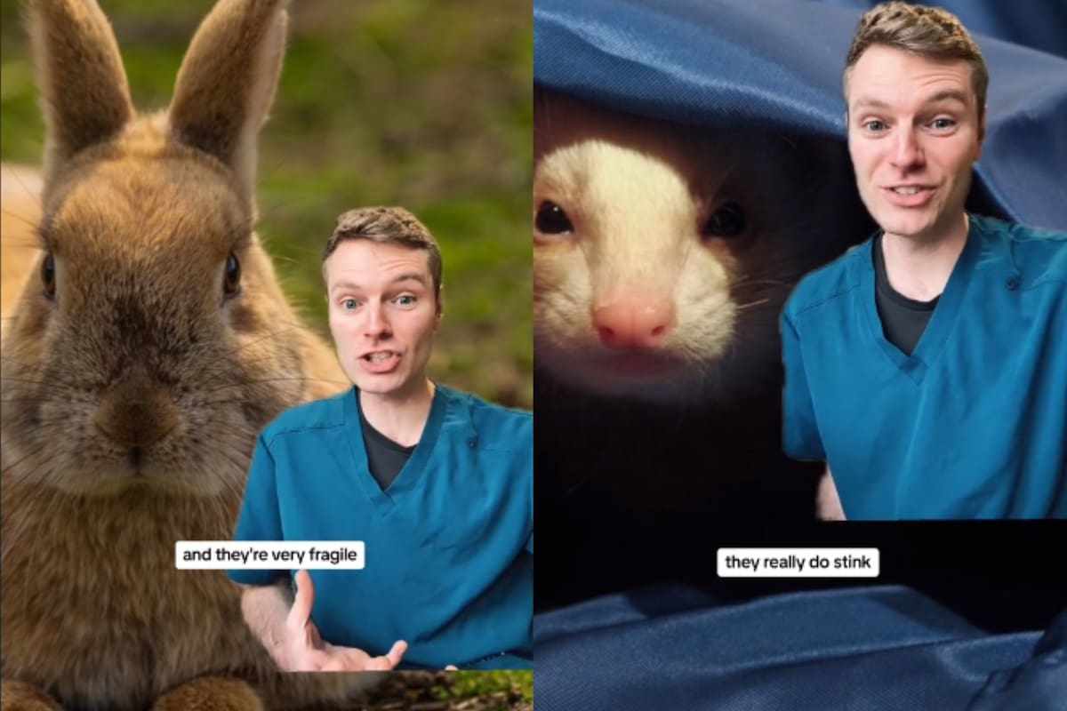 El conejo y el hurón, dos animales que el TikToker no recomienda tener como mascotas