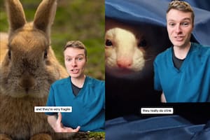 El conejo y el hurón, dos animales que el TikToker no recomienda tener como mascotas