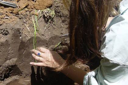 El congreso, que se realiza cada dos años, será el ámbito en donde se compartirán los adelantos científicos y tecnológicos desarrollados en el área de la ciencia del suelo