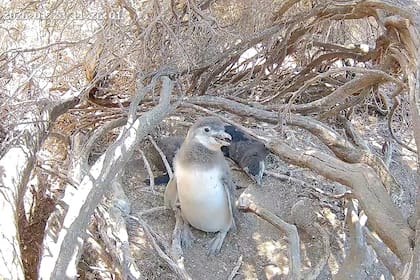 El Conicet junto con Rewilding Argentina y Patagonia Azul transmiten en directo la vida de los pingüinos en Chubut