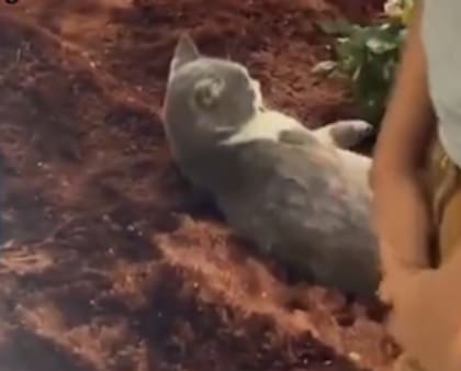 El conmovedor momento en el que un gato despidió a su dueño