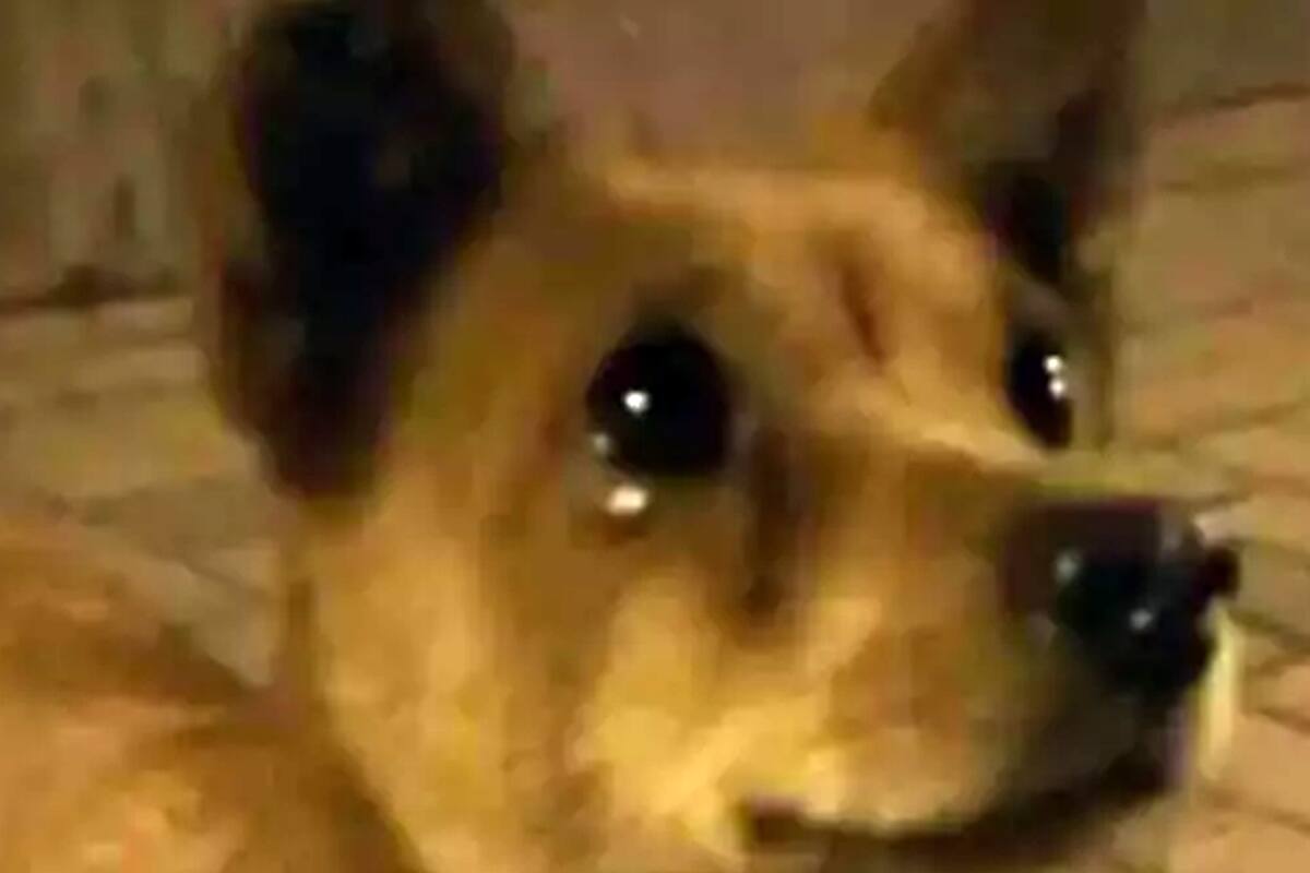 El conmovedor video del animal que derrama lágrimas fue difundido a través de las redes sociales