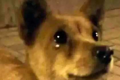 El conmovedor video del animal que derrama lágrimas fue difundido a través de las redes sociales