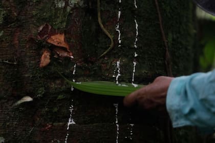 El conocimiento sobre las bondades de la selva forma parte de la crianza de los niños de la Amazonía. Esta foto fue tomada en Sarayaku, en la provincia de Pastaza, en 2021