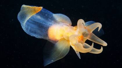 El conocimiento sobre las criaturas que viven en las profundidades del mar y que podrían verse afectadas por la minería es limitado