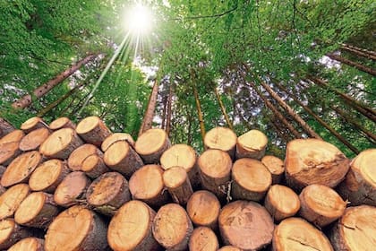 El Consejo Foresto Industrial Argentino (Confiar) rechazó la suba de las retenciones