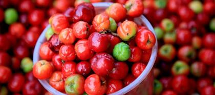 El consumo de acerola otorga innumerables beneficiosos para la digestión