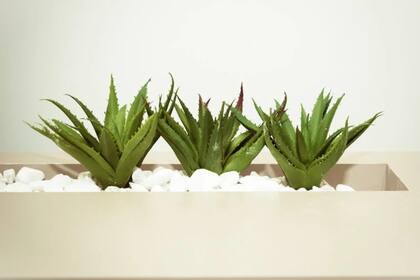 El consumo de aloe vera se popularizó por los beneficios que aporta (Foto Pexels)