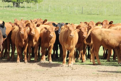 El consumo de carne vacuna se ubicó en 46 kilos por habitante por año, un 9,5% menos que en agosto de 2025
