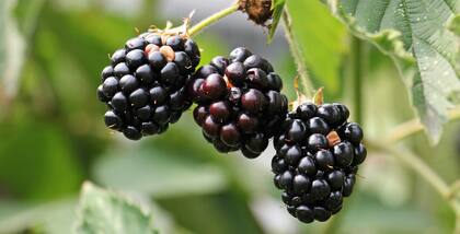 El consumo de moras puede reducir el riesgo de varias afecciones relacionadas con la edad