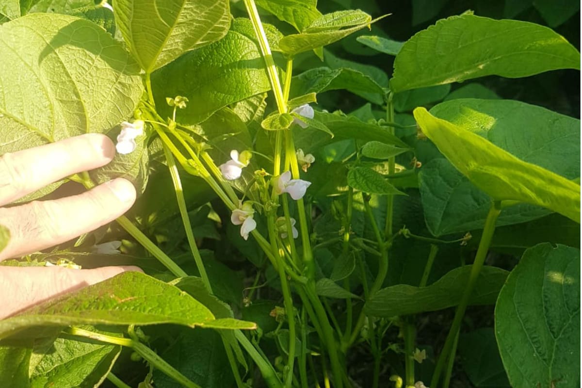 El consumo de porotos se incrementó con la pandemia
