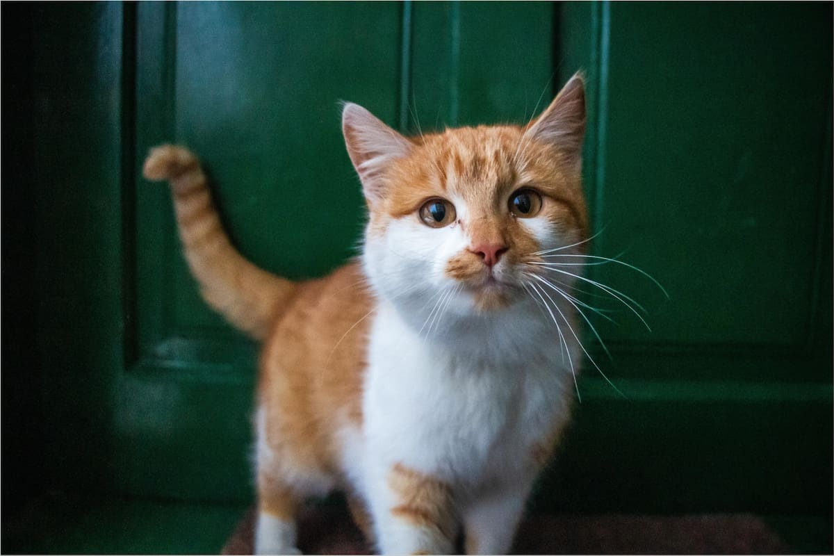 El consumo de zucchini le dará múltiples beneficios a los gatos