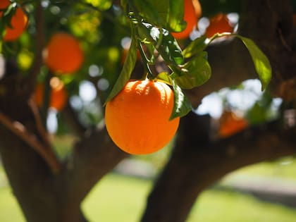 El consumo regular de naranjas, ya sea en su forma natural o a través de jugos, no solo podría mejorar la producción de colágeno (Foto: PEXELS)