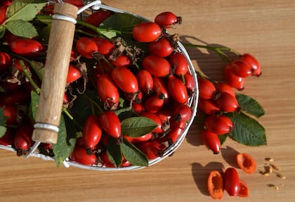 El consumo regular del té de rosa mosqueta protege la piel y los tejidos del daño oxidativo