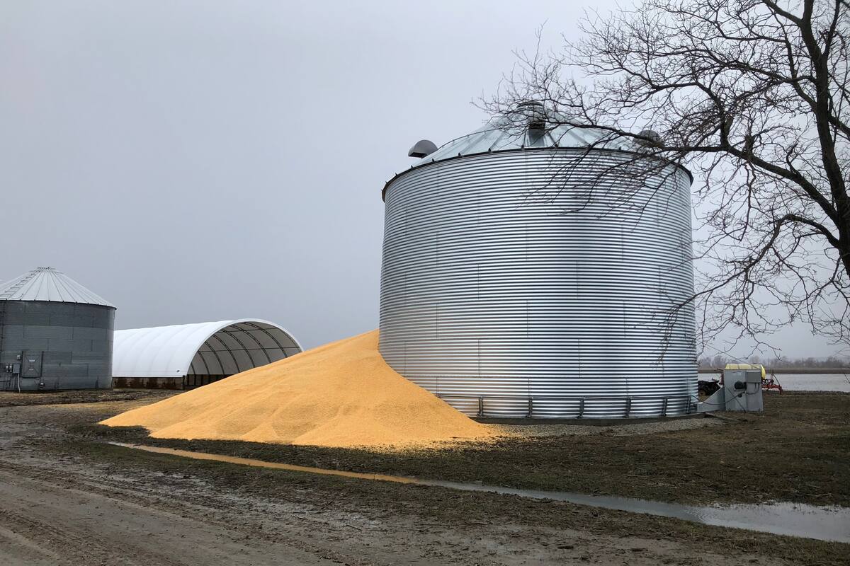 El contenido de un silo de granos que se rompió por el daño de la inundación, en Crescent, Iowa