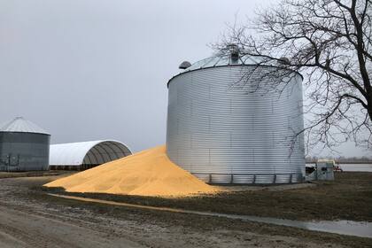 El contenido de un silo de granos que se rompió por el daño de la inundación, en Crescent, Iowa