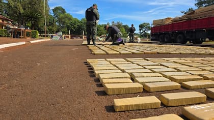 El conteo de la marihuana secuestrada en Alto Uruguay