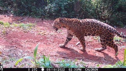 El conteo se realiza a partir del análisis de imágenes tomadas por cámaras trampa colocadas en los árboles de los bosques