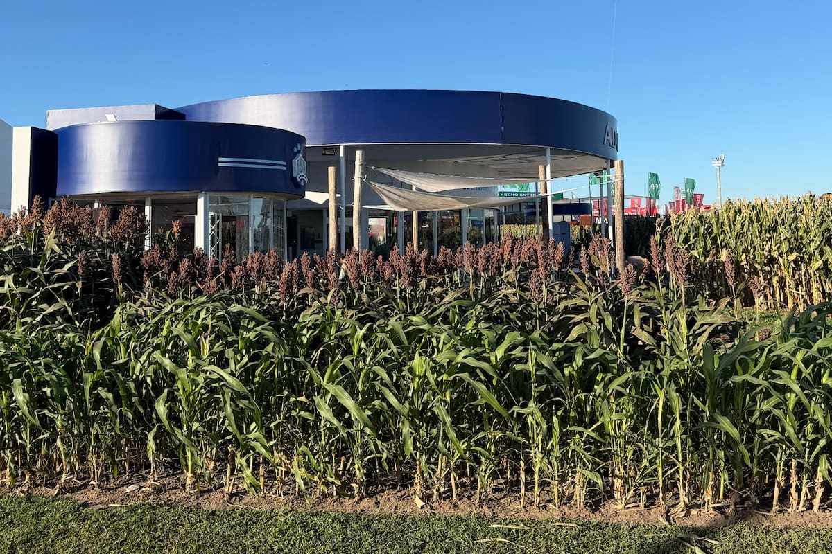 El contexto internacional de precios firmes, fuertemente correlacionados con los del maíz, posiciona al sorgo como una alternativa altamente competitiva