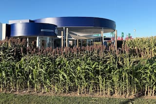 Un cultivo argentino que tiene a China como gran comprador va por otra revolución