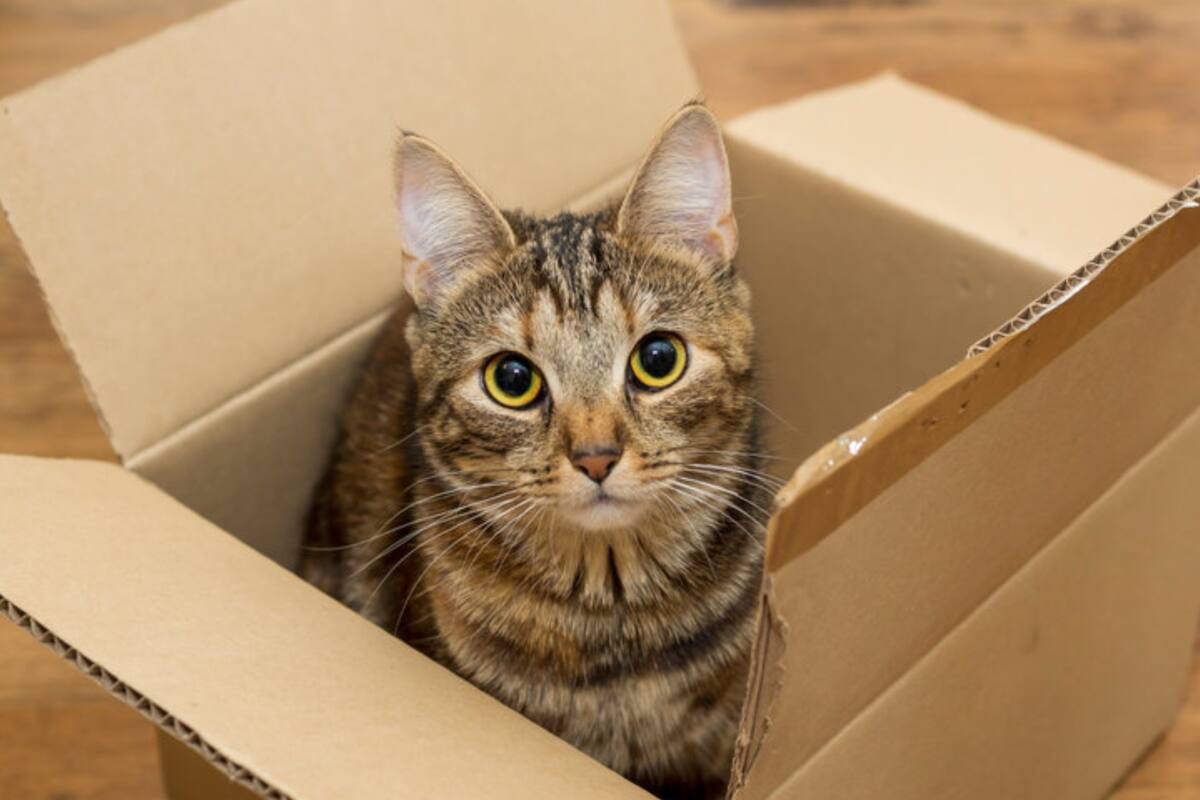 El contorno ilusorio está asociado a los espacios estrechos donde los gatos buscan sentirse seguros