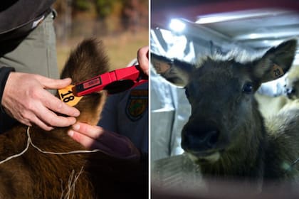 El control de la reproducción de los alces es fundamental para poder tener una idea de cuántos especímenes hay