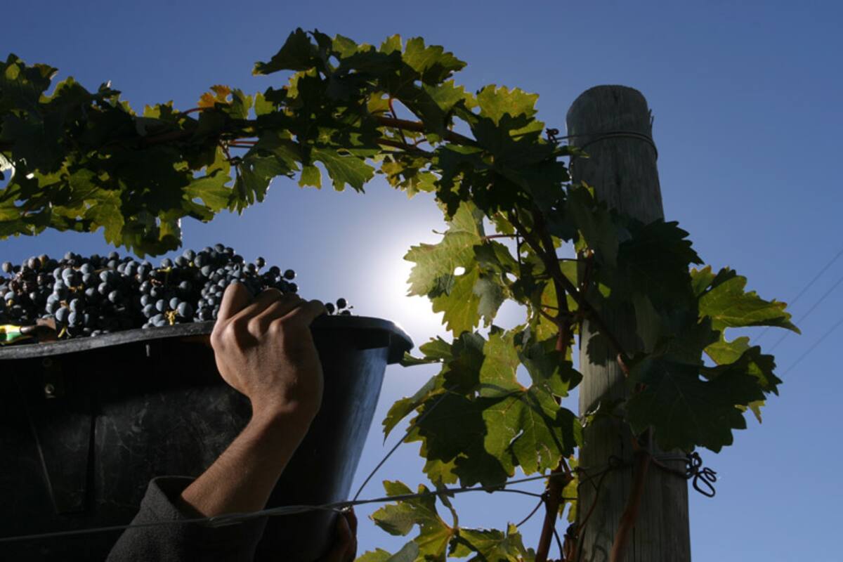 El cooperativismo gana terreno en la vitivinicultura mendocina