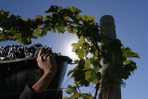 Los números de un actor del negocio del vino que sorprenden