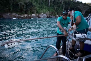 Bahía brasileña que es zona de cría de tiburones impulsa un importante proyecto de conservación