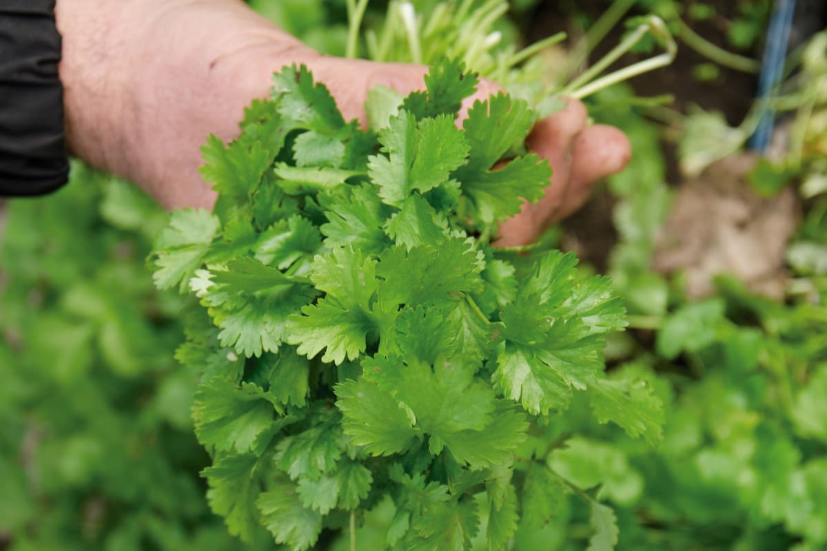 El Coriandrum sativum, tal su nombre científico, perfuma platos de la India, del Sudeste Asiático y de varios países latinoamericanos