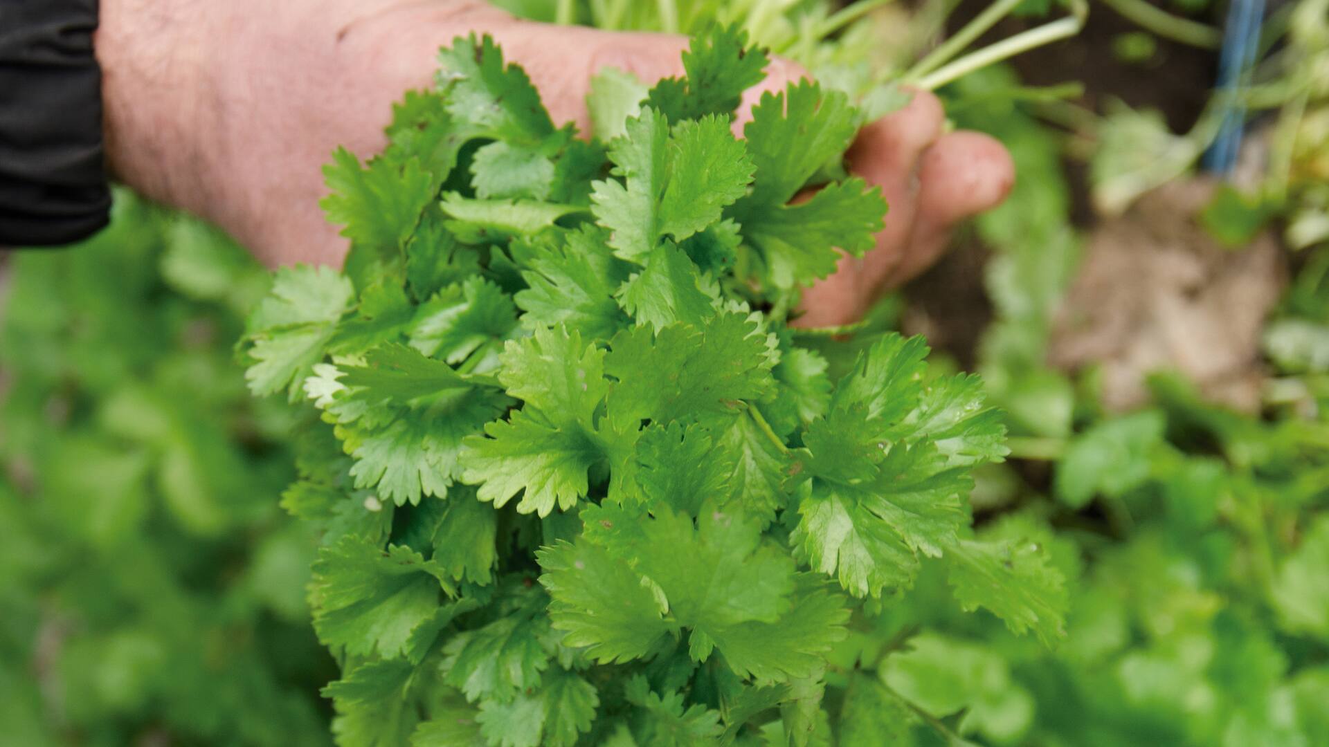 El Coriandrum sativum, tal su nombre científico, perfuma platos de la India, del Sudeste Asiático y de varios países latinoamericanos