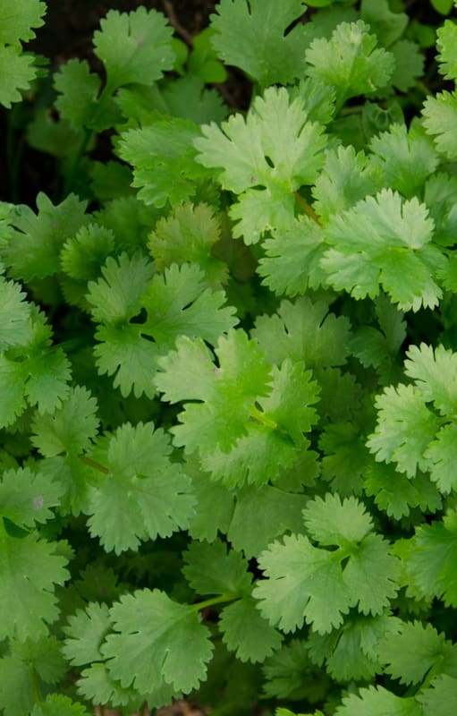El Coriandrum sativum, tal su nombre científico, perfuma platos de la India, del Sudeste Asiático y de varios países latinoamericanos
