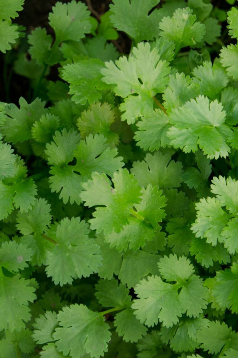 El Coriandrum sativum, tal su nombre científico, perfuma platos de la India, del Sudeste Asiático y de varios países latinoamericanos