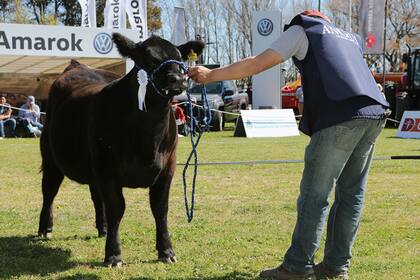El coronavirus cambió la dinámica de las exposiciones ganaderas