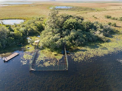 El corral de Nutria Gigante en la Isla San Alonso - Gentileza: Nico Guastavino CLT Argentina