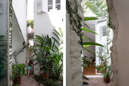 En los patios que reciben luz indirecta se usaron plantas subtropicales como alocasias, Monstera deliciosa, Adiantus capillus, Strelitzia y Pilea microphylla.