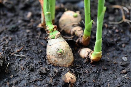 El corte de la raíz no afecta el desarrollo de la planta de jengibre