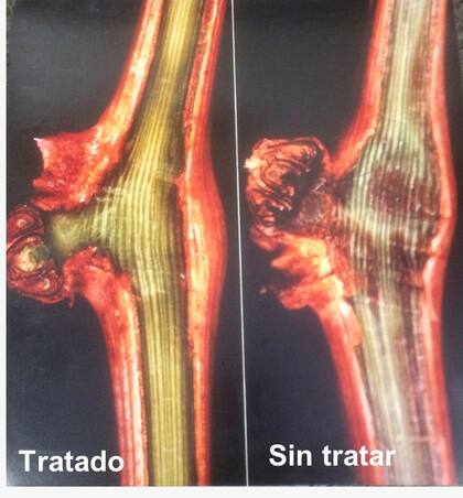 El corte de una yema tratada y sin tratar. En la tratada no se ven daños por el frío, en la no tratada se ve marrón que indica daños en la yema.