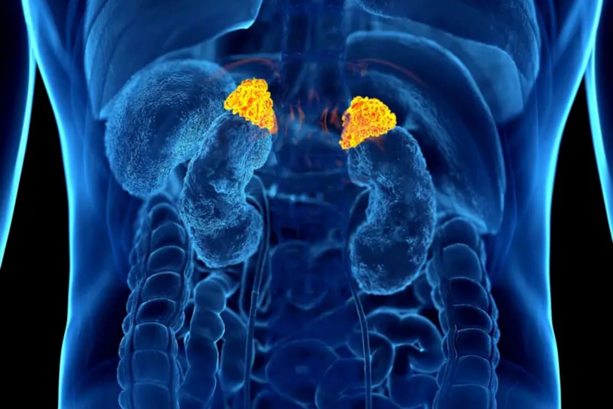 El cortisol es producido por pequeñas glándulas ubicadas sobre nuestros riñones, llamadas glándulas suprarrenales