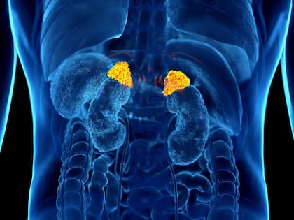 El cortisol es producido por pequeñas glándulas ubicadas sobre nuestros riñones, llamadas glándulas suprarrenales