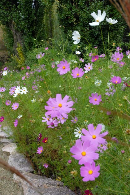 El cosmos es ideal para jardines informales, bordes y espacios donde se busca un aire salvaje